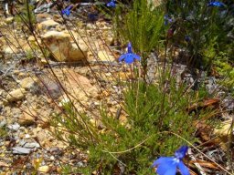 lobelia chamaepitys var. chamaepitys thabo 2